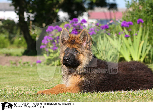 Deutscher Schferhund Welpe / German Shepherd Puppy / IF-05634