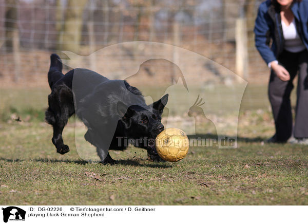 spielender schwarzer Deutscher Schferhund / playing black German Shepherd / DG-02226