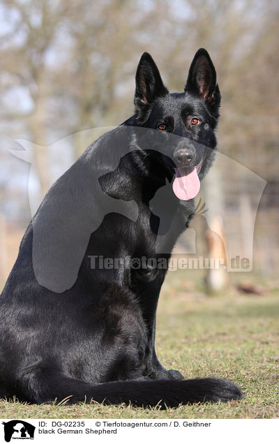 schwarzer Deutscher Schferhund / black German Shepherd / DG-02235