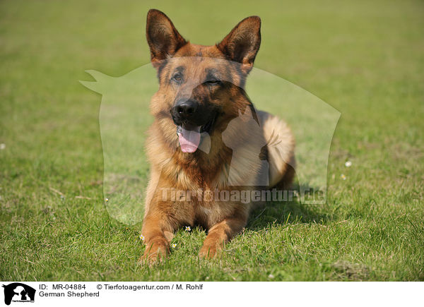 German Shepherd / MR-04884