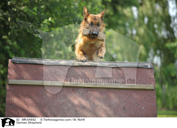 Deutscher Schferhund / German Shepherd / MR-04892