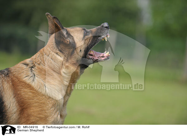 Deutscher Schferhund / German Shepherd / MR-04916