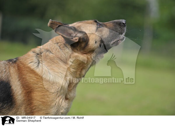 Deutscher Schferhund / German Shepherd / MR-04917