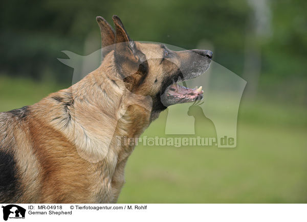Deutscher Schferhund / German Shepherd / MR-04918