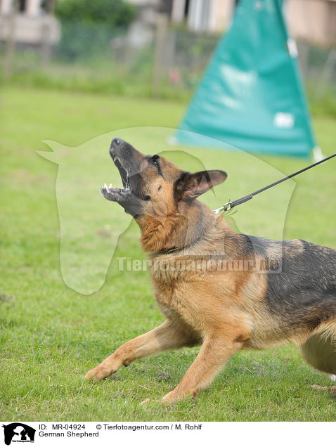 Deutscher Schferhund / German Shepherd / MR-04924