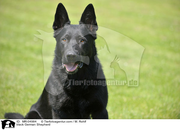 black German Shepherd / MR-04984