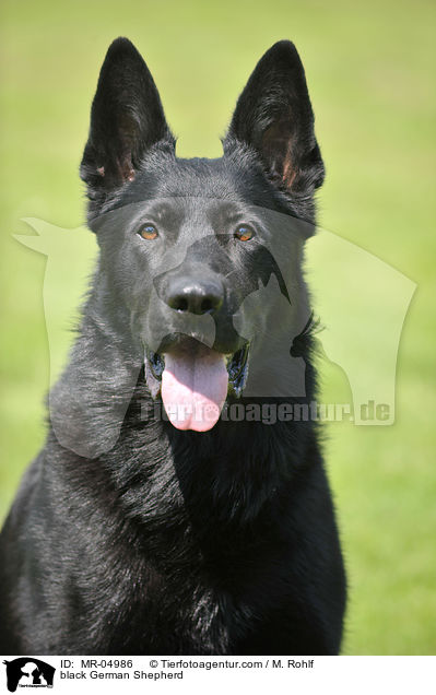 schwarzer Deutscher Schferhund / black German Shepherd / MR-04986