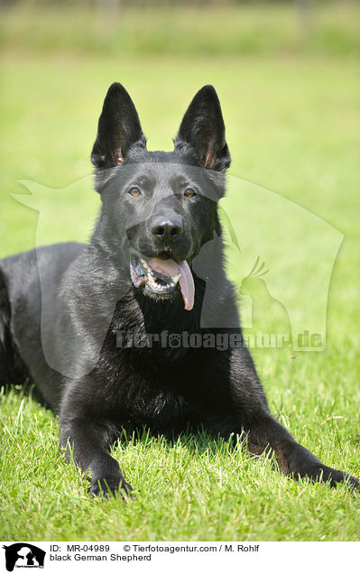 schwarzer Deutscher Schferhund / black German Shepherd / MR-04989