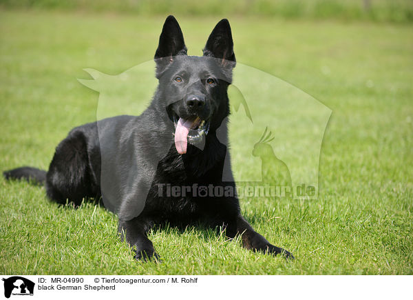 schwarzer Deutscher Schferhund / black German Shepherd / MR-04990