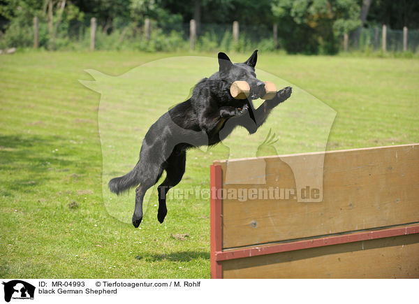 schwarzer Deutscher Schferhund / black German Shepherd / MR-04993