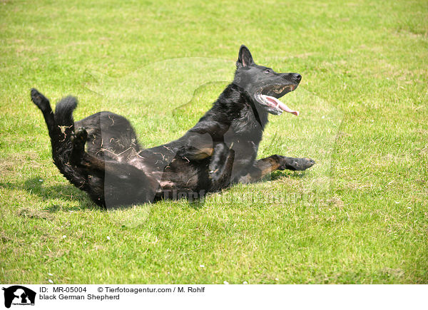 schwarzer Deutscher Schferhund / black German Shepherd / MR-05004