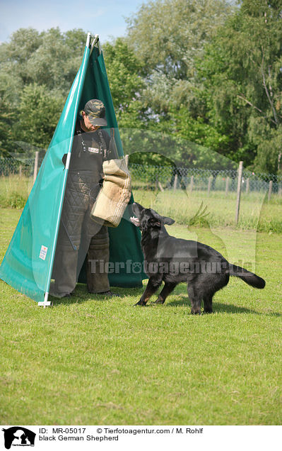 schwarzer Deutscher Schferhund / black German Shepherd / MR-05017