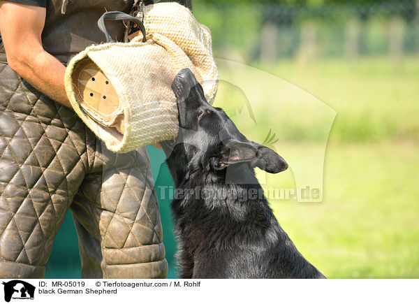 schwarzer Deutscher Schferhund / black German Shepherd / MR-05019