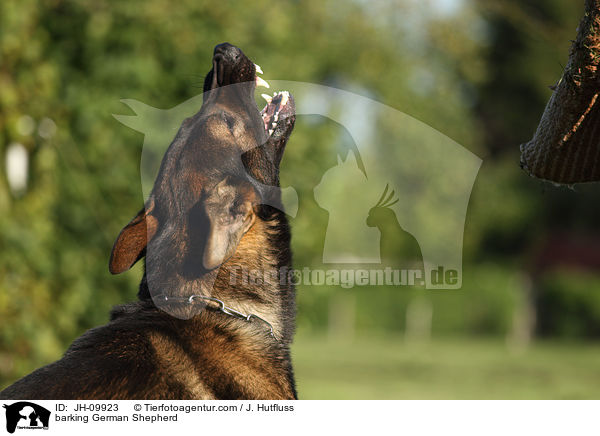 bellender Deutscher Schferhund / barking German Shepherd / JH-09923