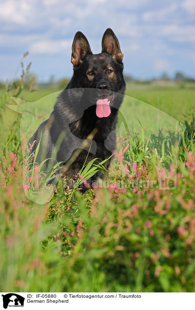 Deutscher Schferhund / German Shepherd / IF-05880