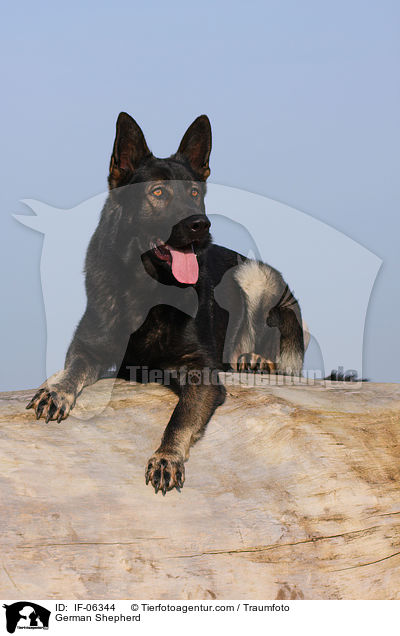 Deutscher Schferhund / German Shepherd / IF-06344