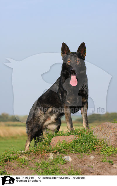 Deutscher Schferhund / German Shepherd / IF-06346