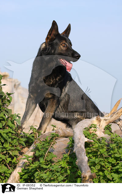 Deutscher Schferhund / German Shepherd / IF-06352