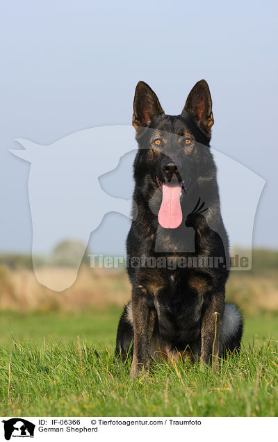 Deutscher Schferhund / German Shepherd / IF-06366