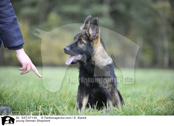 junger Deutscher Schferhund / young German Shepherd / SST-07139