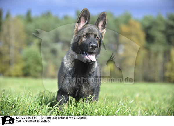 young German Shepherd / SST-07144