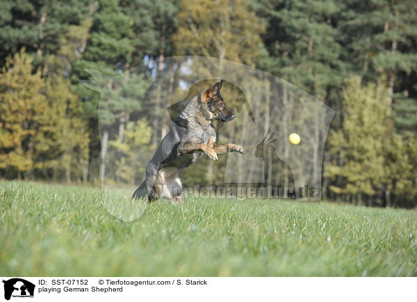 playing German Shepherd / SST-07152