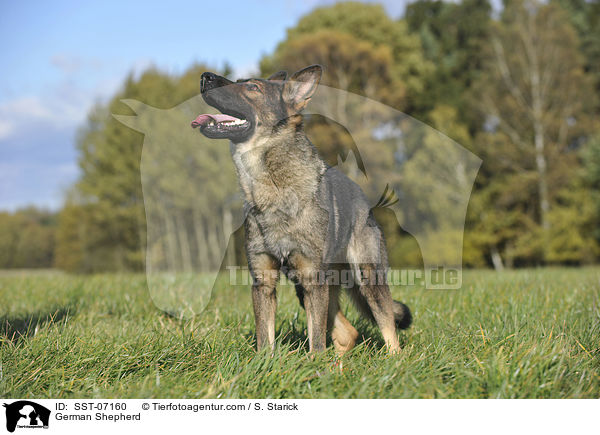 German Shepherd / SST-07160