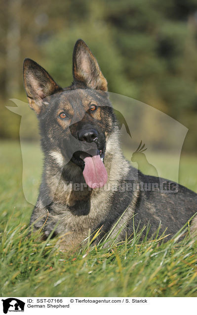 German Shepherd / SST-07166