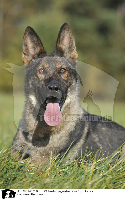 Deutscher Schferhund / German Shepherd / SST-07167