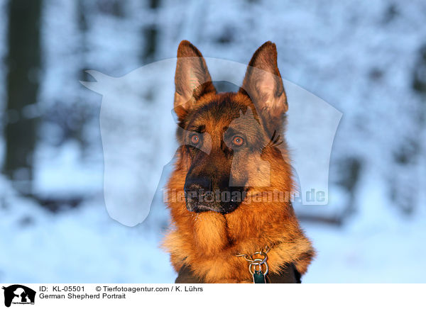 Deutscher Schferhund Portrait / German Shepherd Portrait / KL-05501