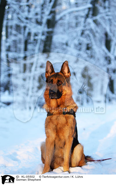 German Shepherd / KL-05502