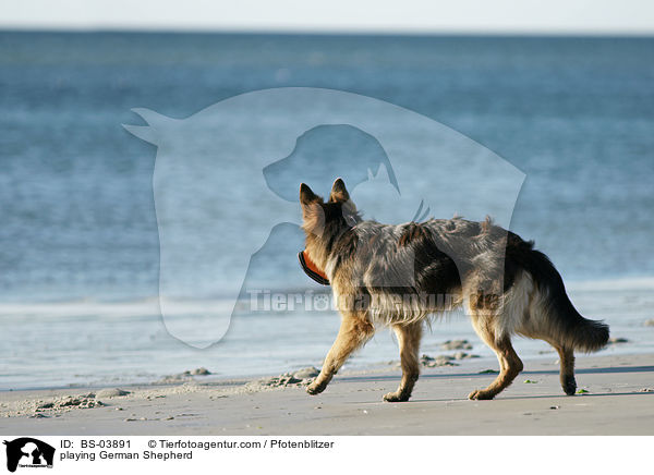 spielender Deutscher Schferhund / playing German Shepherd / BS-03891