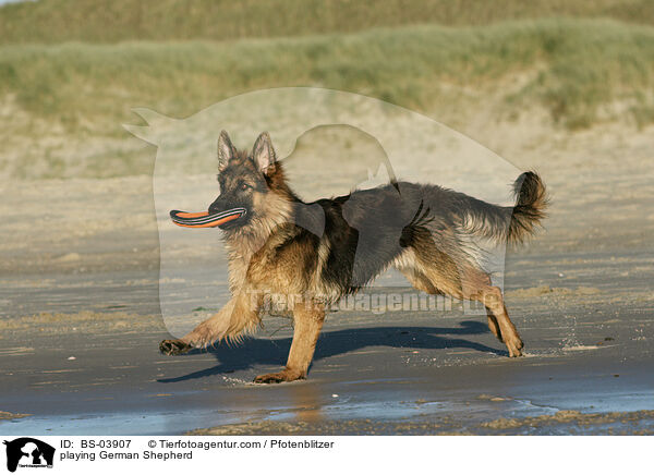 spielender Deutscher Schferhund / playing German Shepherd / BS-03907