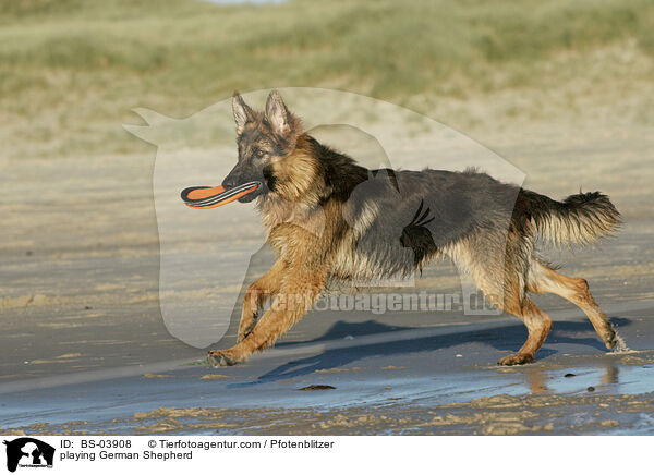 spielender Deutscher Schferhund / playing German Shepherd / BS-03908