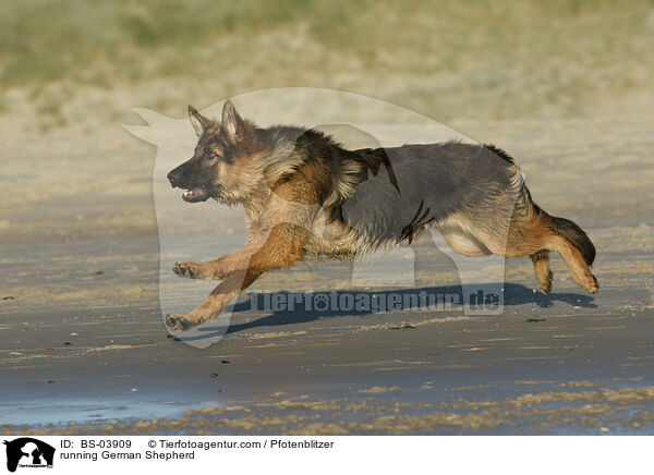 rennender Deutscher Schferhund / running German Shepherd / BS-03909