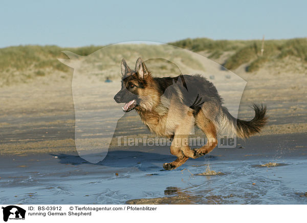 rennender Deutscher Schferhund / running German Shepherd / BS-03912