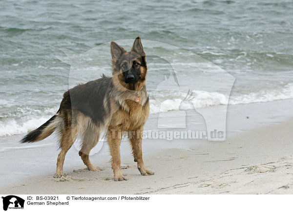 Deutscher Schferhund / German Shepherd / BS-03921
