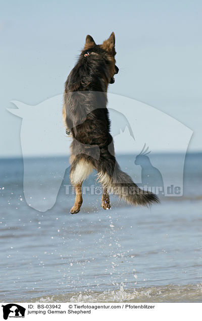 springender Deutscher Schferhund / jumping German Shepherd / BS-03942