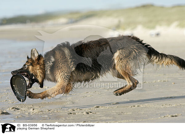 spielender Deutscher Schferhund / playing German Shepherd / BS-03956