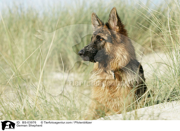 Deutscher Schferhund / German Shepherd / BS-03976