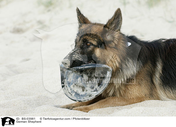 Deutscher Schferhund / German Shepherd / BS-03981