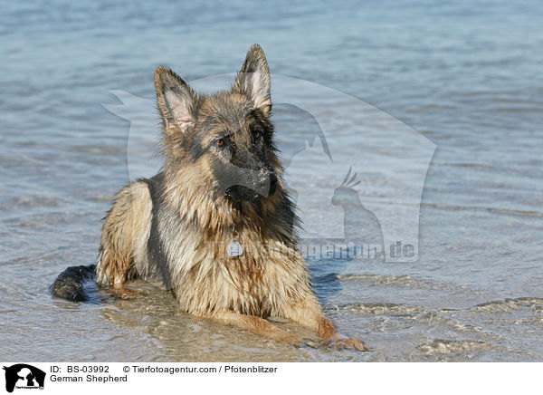 Deutscher Schferhund / German Shepherd / BS-03992