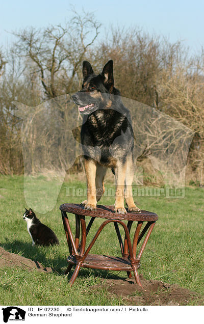 German Shepherd / IP-02230