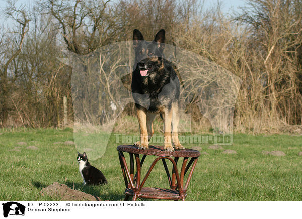 German Shepherd / IP-02233