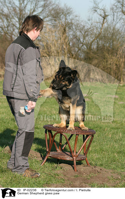 Deutscher Schferhund gibt Pftchen / German Shepherd gives paw / IP-02236