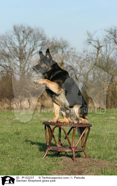 Deutscher Schferhund gibt Pftchen / German Shepherd gives paw / IP-02237