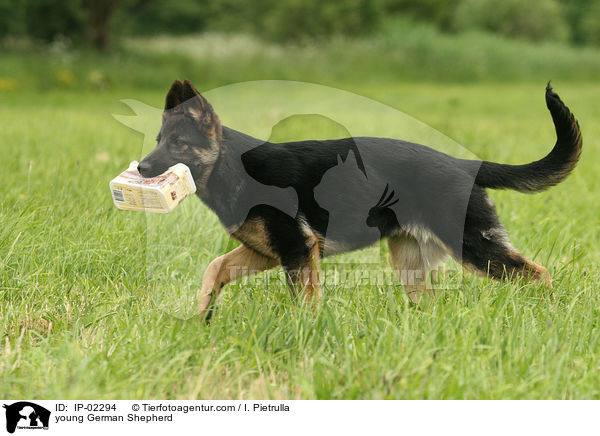 junger Deutscher Schferhund / young German Shepherd / IP-02294