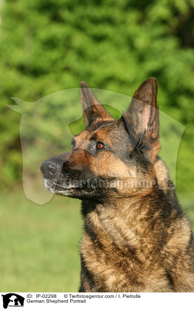 Deutscher Schferhund Portrait / German Shepherd Portrait / IP-02298