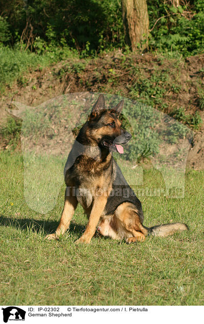 Deutscher Schferhund / German Shepherd / IP-02302