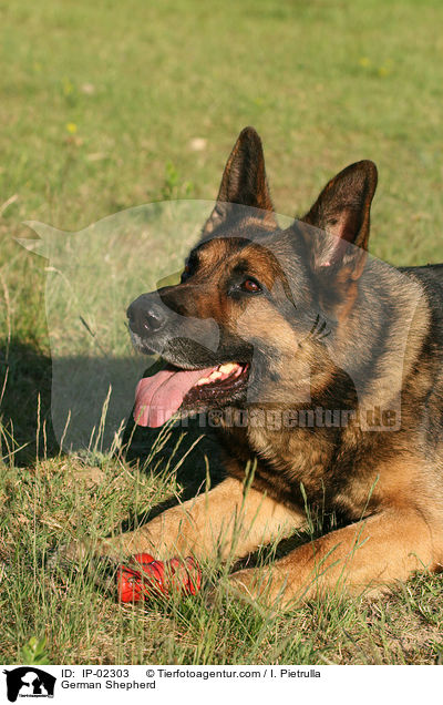 Deutscher Schferhund / German Shepherd / IP-02303